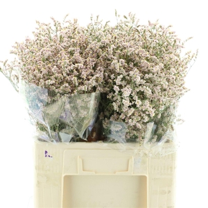 Limonium Joy Pink