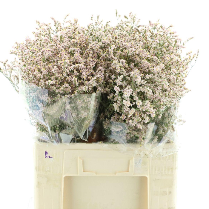 Limonium Joy Pink