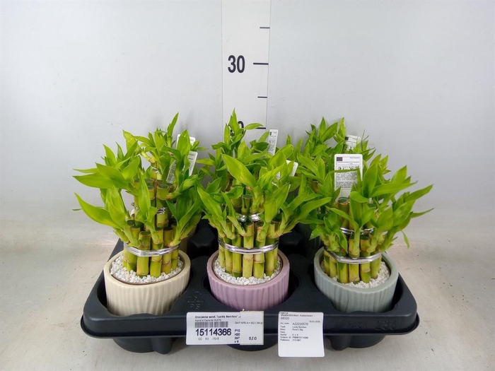 <h4>Dracaena sand. 'Lucky Bamboo' ..pyr</h4>
