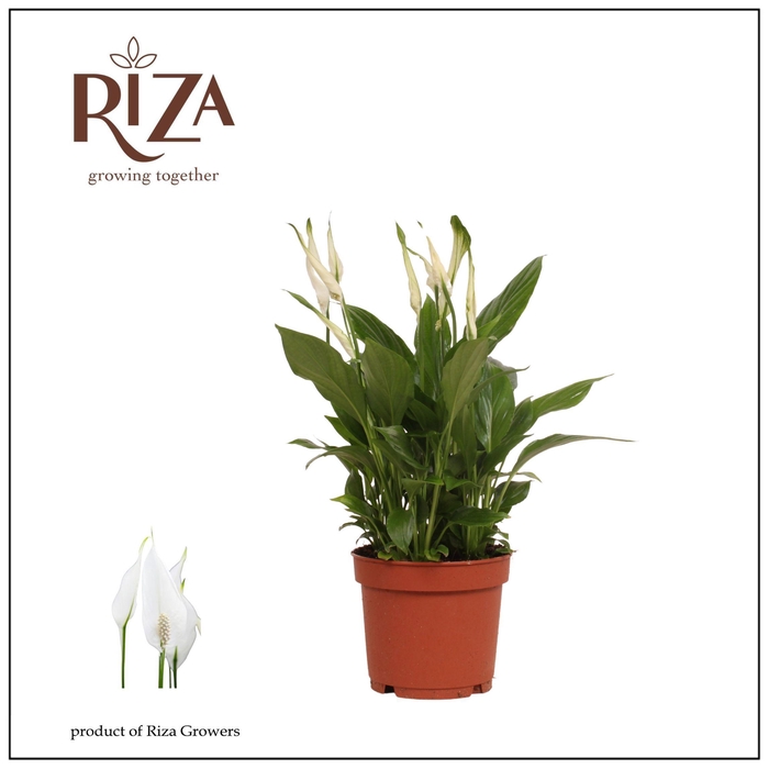 <h4>Spathiphyllum Bellini - 13 cm v</h4>