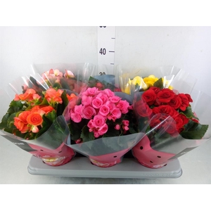Begonia elat. DU   ...mix