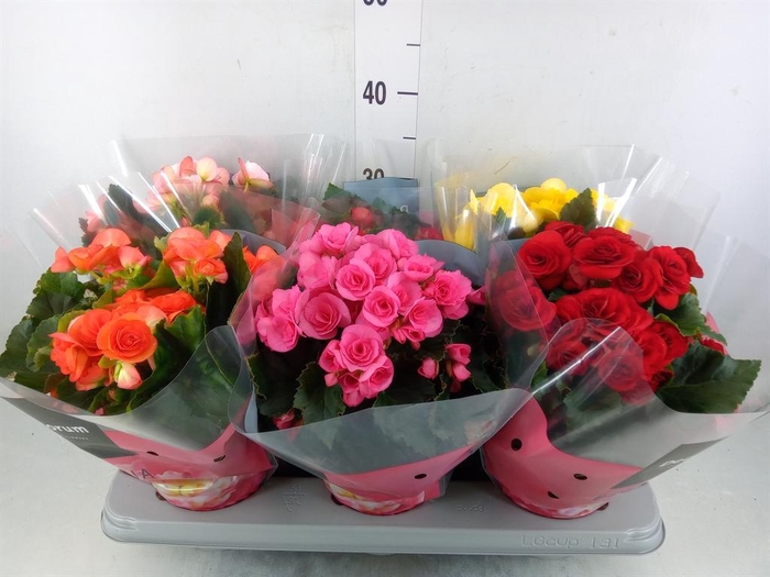 <h4>Begonia elat. DU ...mix</h4>