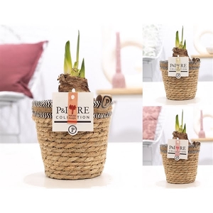 Hippeastrum mix in P&PURE Basket 6