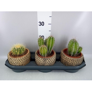 Cactus   ...