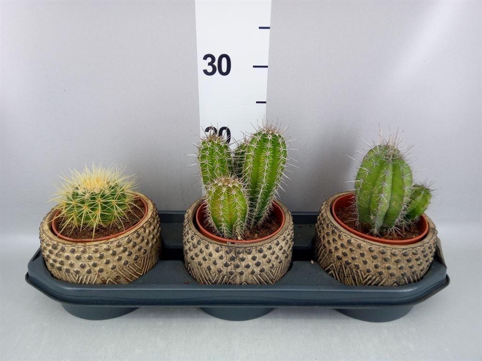 <h4>Cactus   ...</h4>