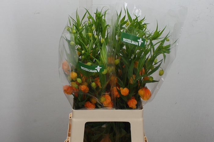 <h4>Sandersonia</h4>