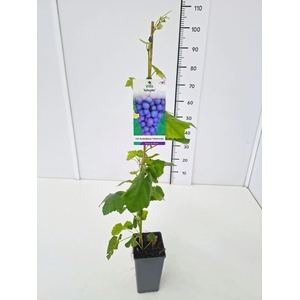 Vitis overig wit