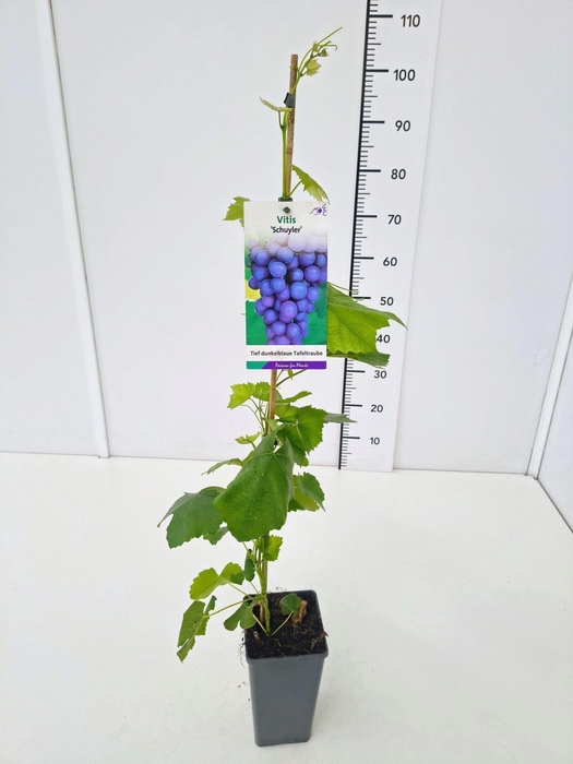 <h4>Vitis overig wit</h4>