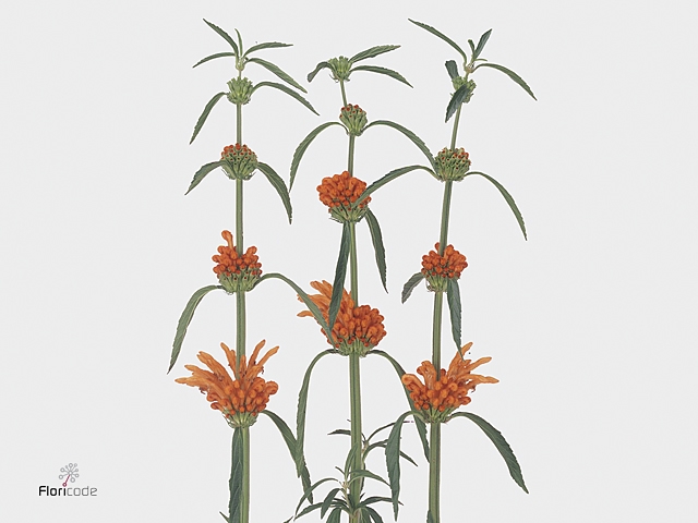 Leonotis Leonurus