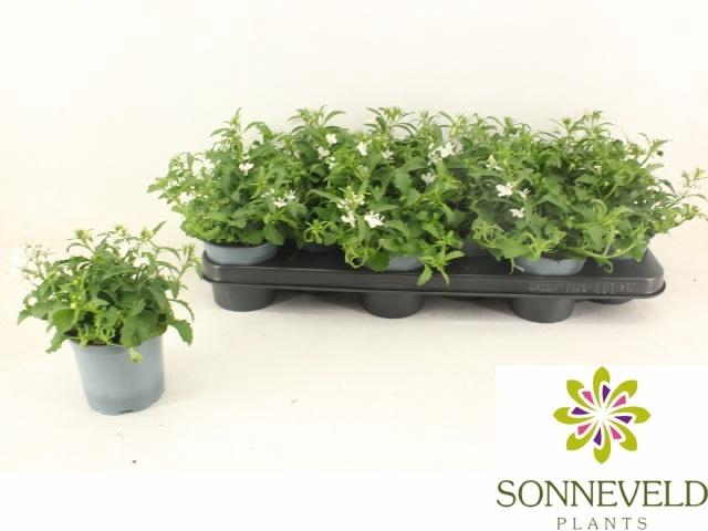 <h4>LOBE CU BAS WHITE</h4>