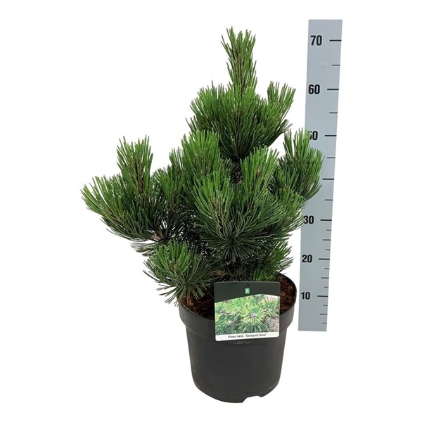 <h4>Pinus held. 'Compact Gem'</h4>