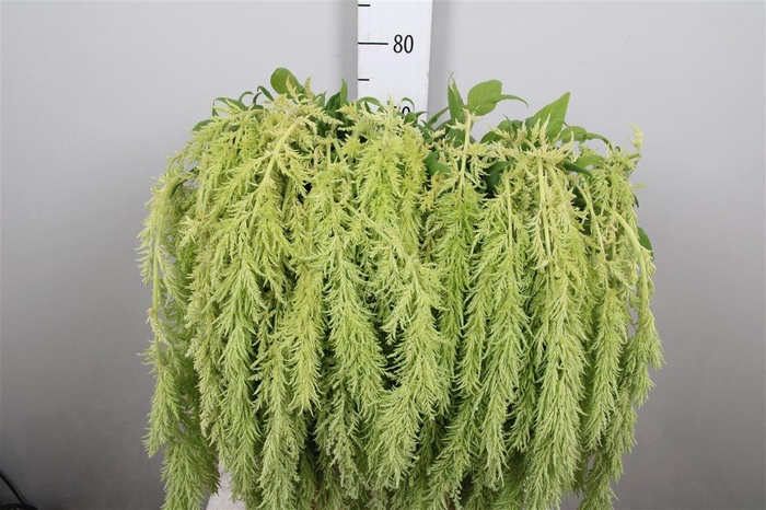 <h4>Amar Ca Green Spider</h4>