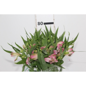 ALSTROEMERIA PAMELA 080 CM
