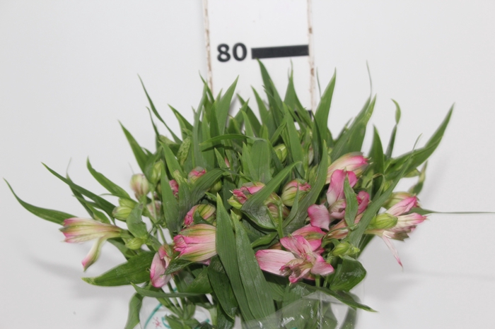 <h4>ALSTROEMERIA PAMELA 080 CM</h4>