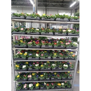 Primula ac.   ...mix