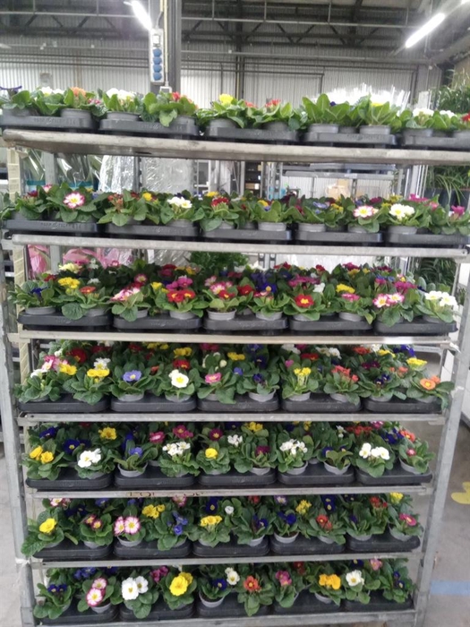 <h4>Primula ac.   ...mix</h4>