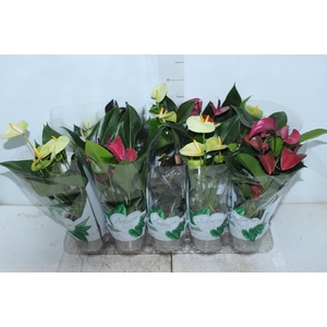 ANTHURIUM VARIADO P12