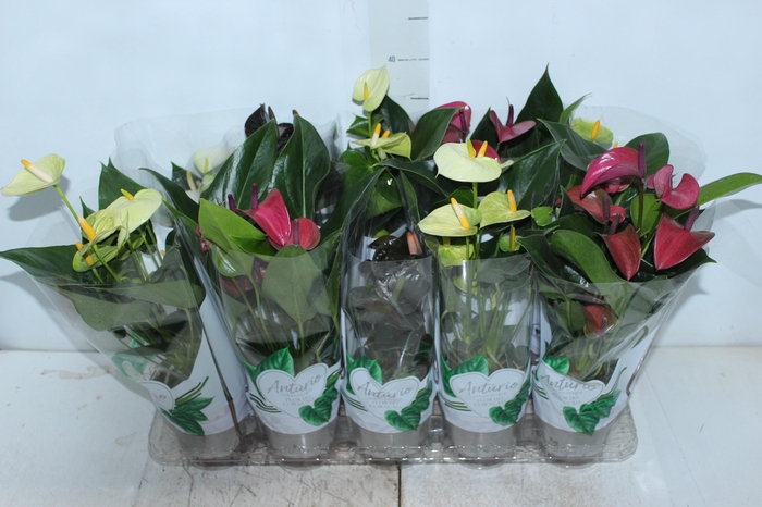 ANTHURIUM VARIADO P12