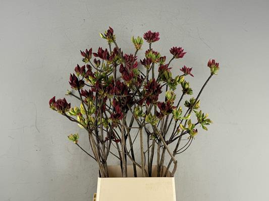 <h4>Rhodo. Mix</h4>