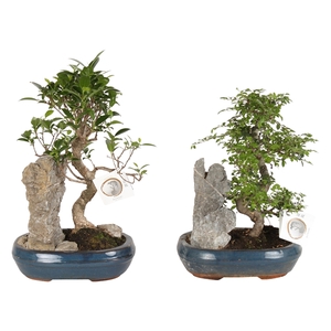 Bonsai Mix with Rock in ø21cm Ceramic