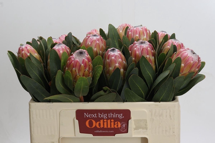 <h4>Protea Susara</h4>