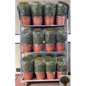 CHRYS XXL MIXTROLLEY 70CM P33