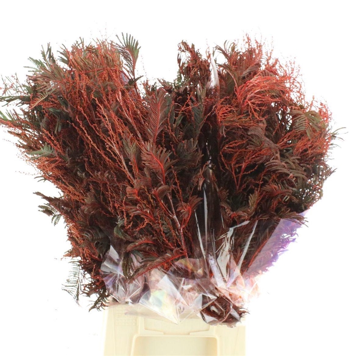 <h4>ACACIA BL CL LUNE BS</h4>