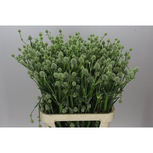 Eryngium Yu M Silver Globe