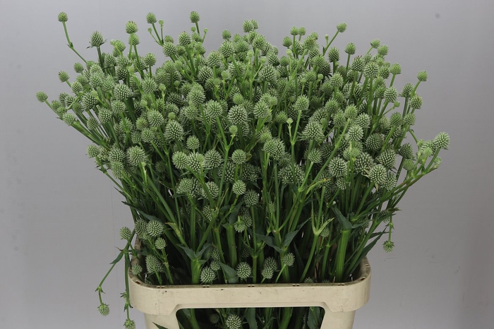 <h4>Eryngium Yu M Silver Globe</h4>
