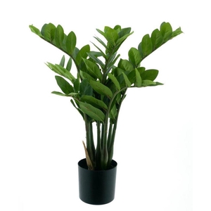 Zamioculcas in pot green 60cm