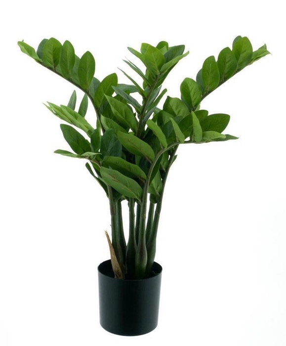 <h4>Zamioculcas in pot green 60cm</h4>