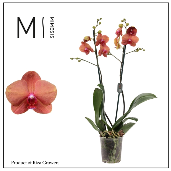 <h4>Mimesis Phal. Surf Song - 2 spike 12cm</h4>