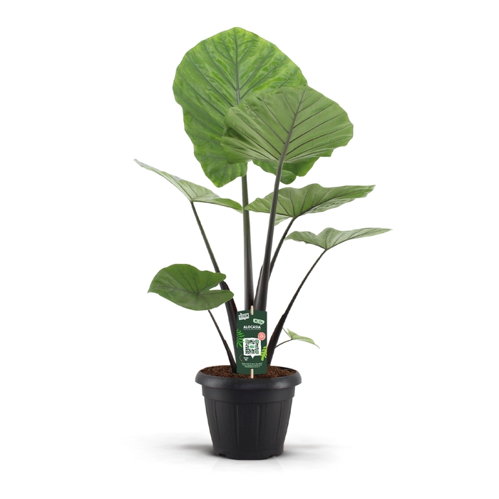 <h4>Alocasia Dark Star Decopot</h4>