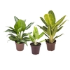 AGLAONEMA VARIADA P23