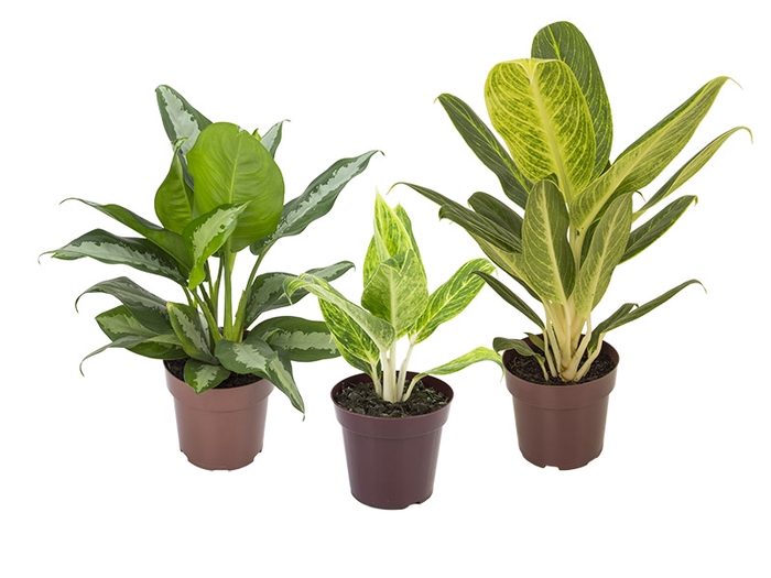 AGLAONEMA VARIADA P23