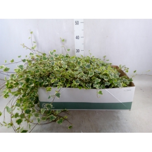 Hedera helix 'White Wonder'