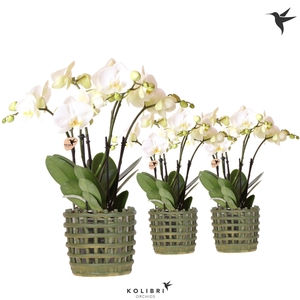 Kolibri Orchids Phalaenopsis Jewel Ghent 4 spike in Mesh pot green