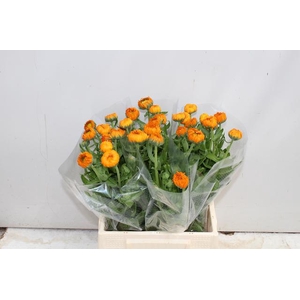Calendula Green Spot Orange Verano