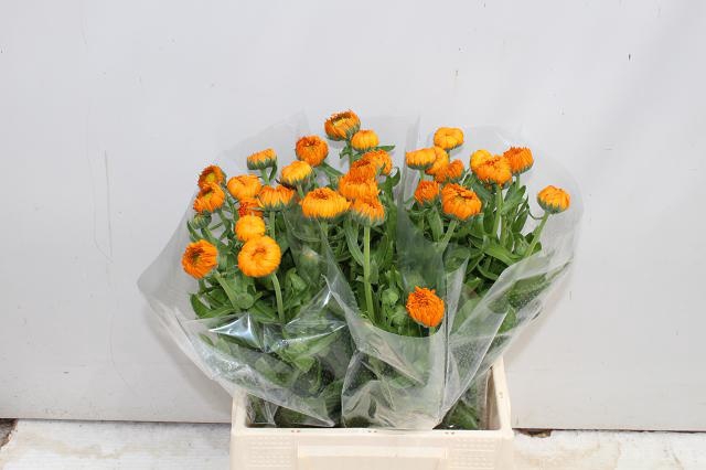<h4>Calendula Green Spot Orange Verano</h4>
