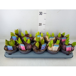 Hyacinthus orie.   ...mix 3