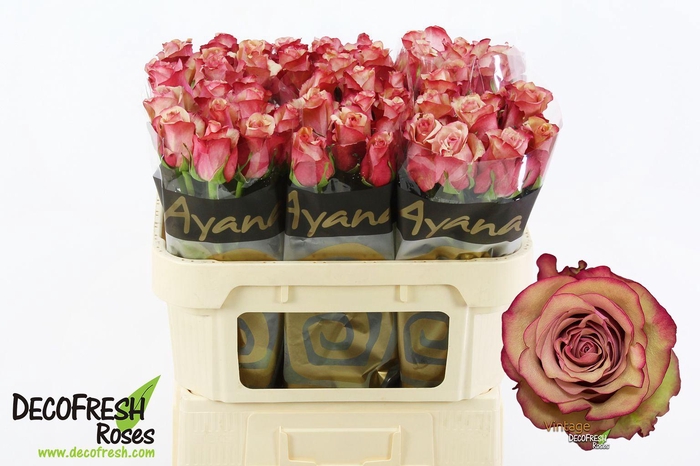 <h4>R Gr Vintage</h4>