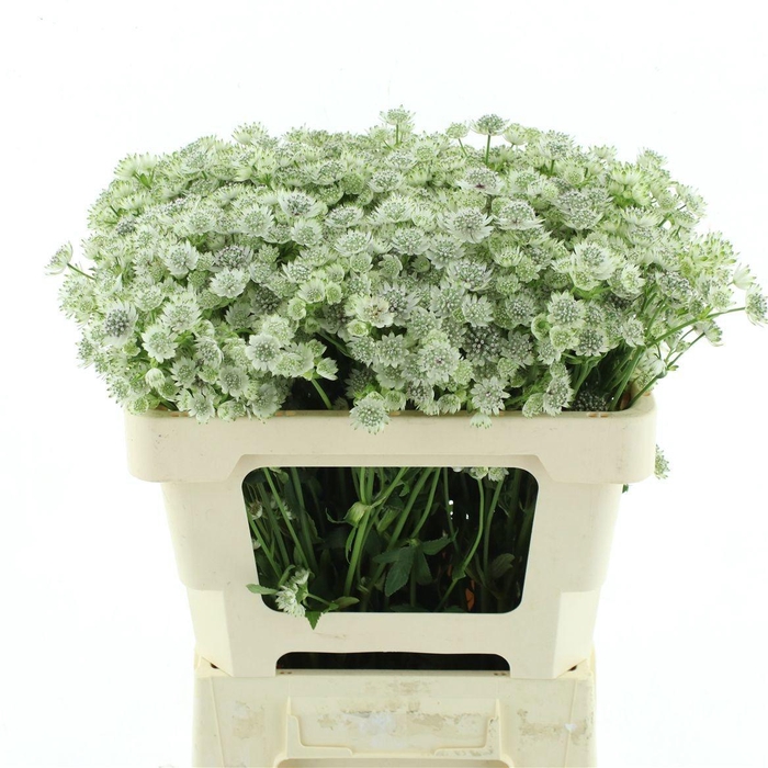 <h4>ASTR BILLION STARS</h4>