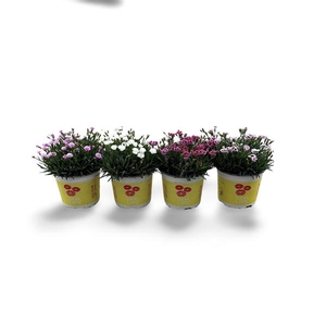Dianthus (Allwoodii Grp) Lucky Lips mélangé