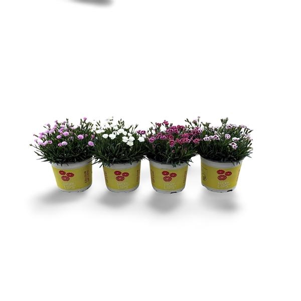 <h4>Dianthus (Allwoodii Grp) Lucky Lips mélangé</h4>