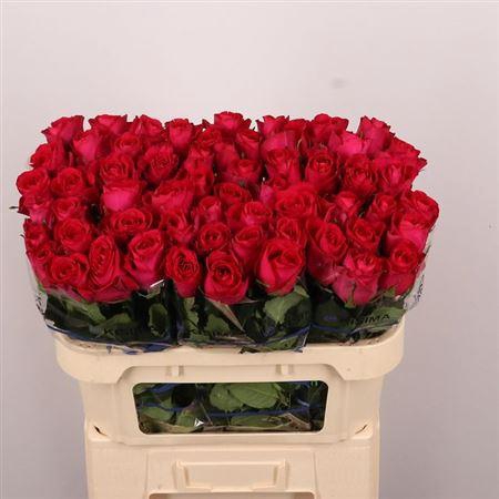 <h4>R Gr Madam Cerise</h4>