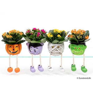 KALANCHOE BLOSSF P6 E 4759