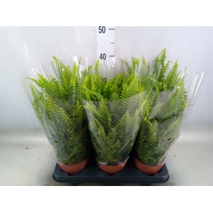 Nephrolepis exal. 'Green Lady'