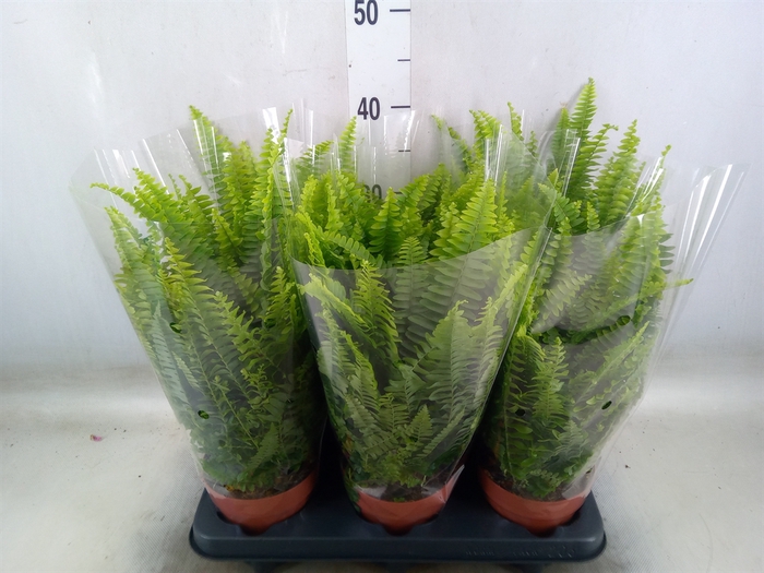 <h4>Nephrolepis exal. 'Green Lady'</h4>