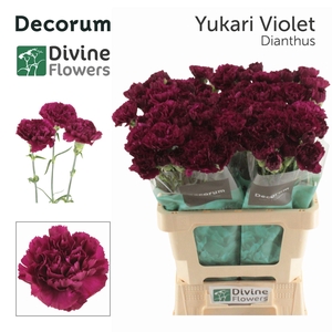 Dianthus ST 'Yukari Violet'