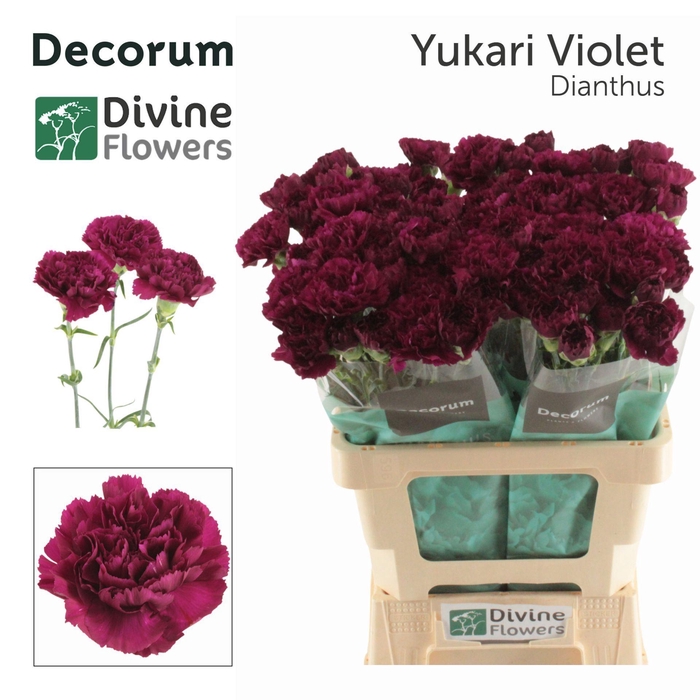 <h4>Dianthus ST 'Yukari Violet'</h4>